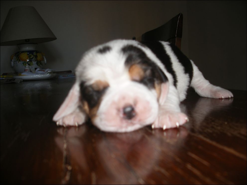 cuccioli amelie-15